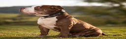 American Bully perros en venta: American Bully - Anuncio 2