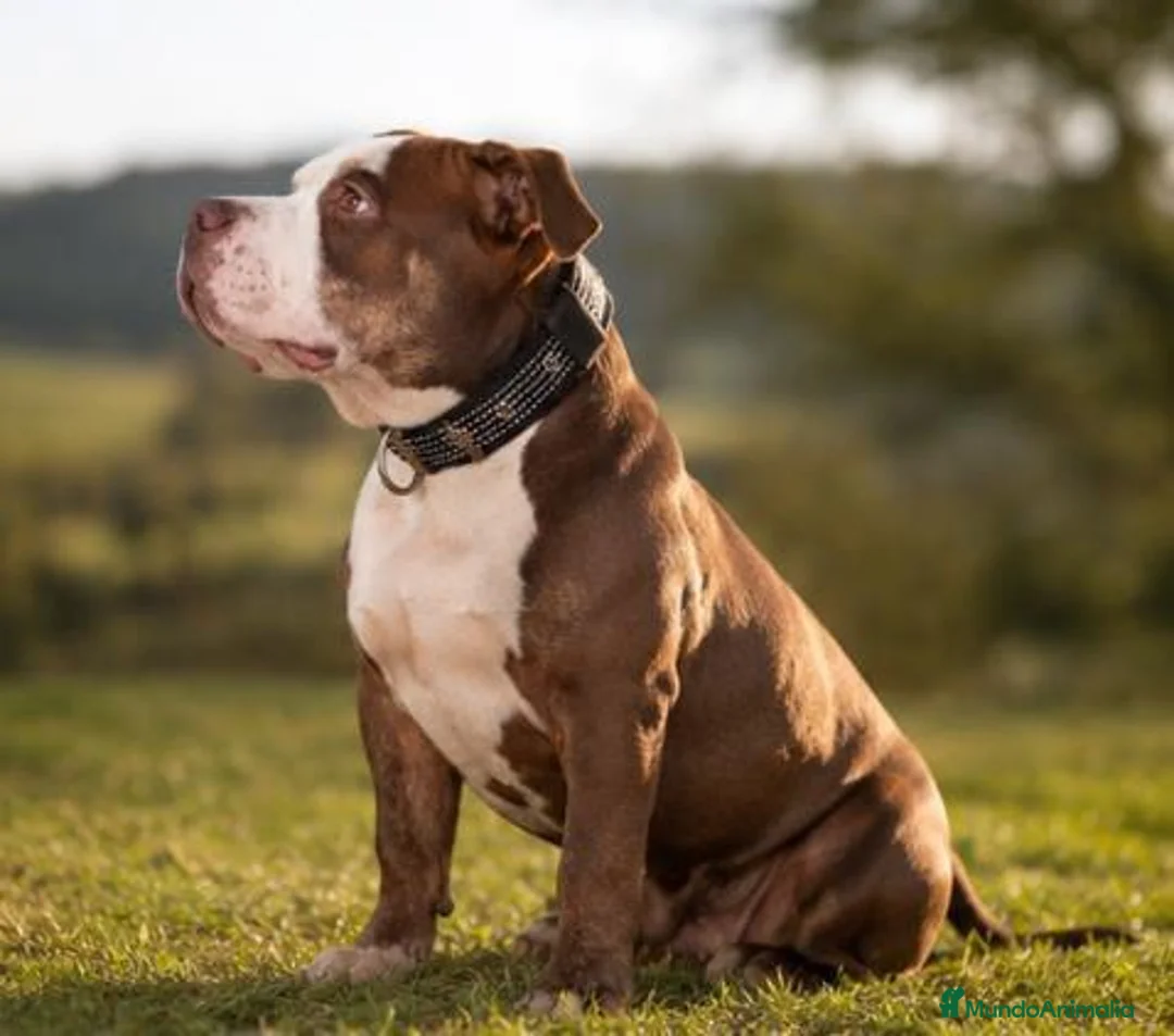 American Bully perros en venta: American Bully - Anuncio 2