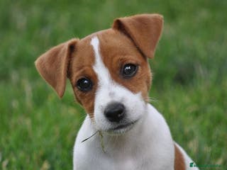 Jack Russell Terrier perros CAMADA DE JACK RUSSELL ADORABLES DISPONIBLE - Anuncio 35