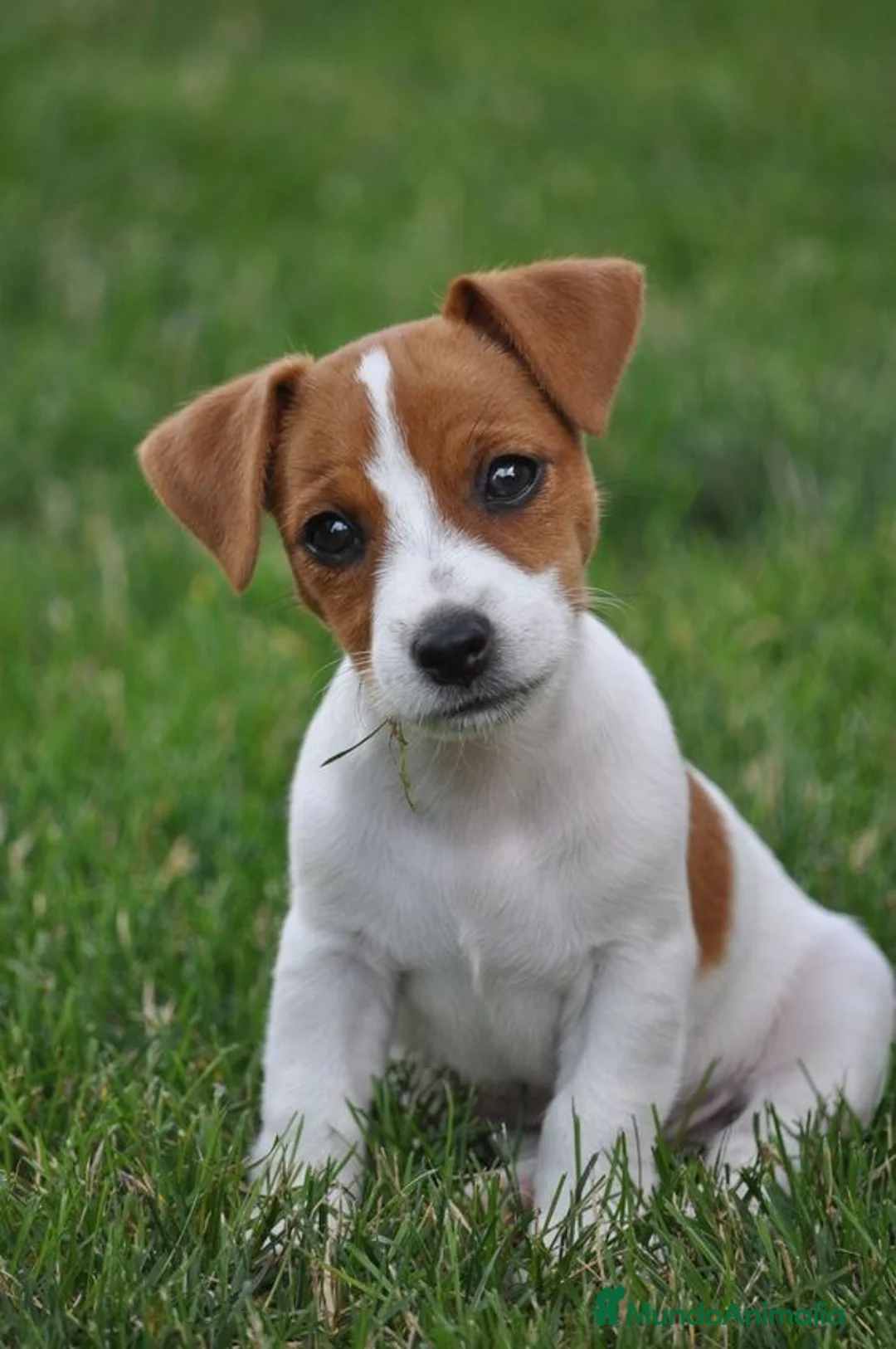 Jack Russell Terrier perros en venta: CAMADA DE JACK RUSSELL ADORABLES DISPONIBLE  - Anuncio 1