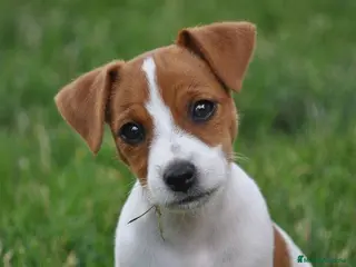 Jack Russell Terrier perros CAMADA DE JACK RUSSELL ADORABLES DISPONIBLE - Anuncio 2