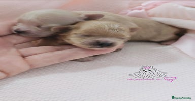 Maltipoo perros - Anuncio 9