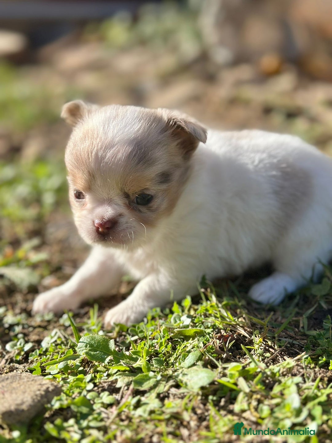 Chihuahua perros en venta: Chihuahua pelo largo Toy  - Anuncio 4