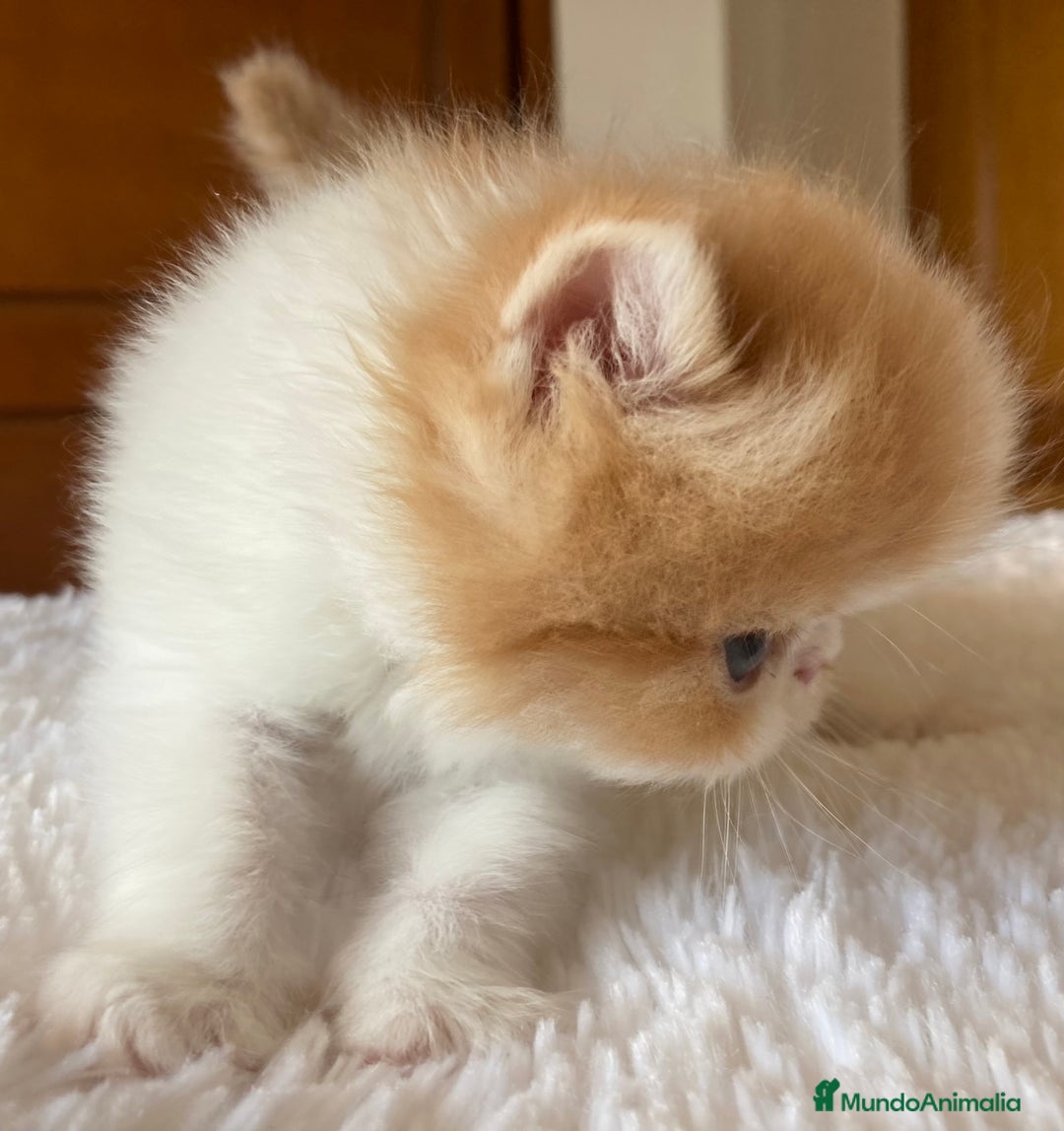 Persa gatos en venta: Dos gatas y un gato con pedigree exclusivo - Imagen 7