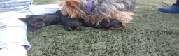 Yorkshire Terrier perros en venta: Yorkshire Terrier  - Anuncio 3