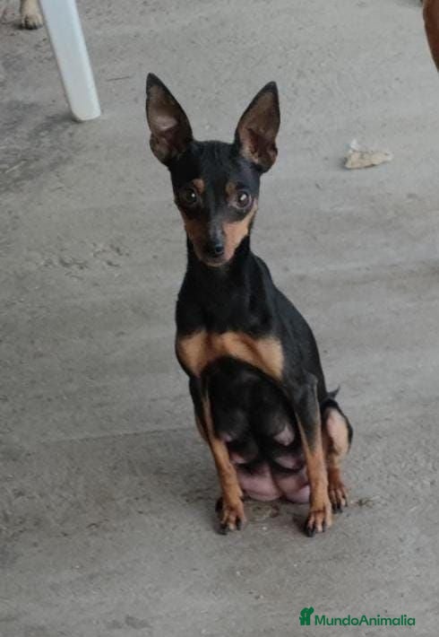 Pinscher Miniatura perros Pinscher miniatura - Anuncio 2