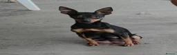 Pinscher Miniatura perros en venta: Pinscher miniatura - Anuncio 1