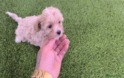 Maltipoo perros en venta: PRECIOSA HEMBRA DE MALTIPOO  - Imagen 1