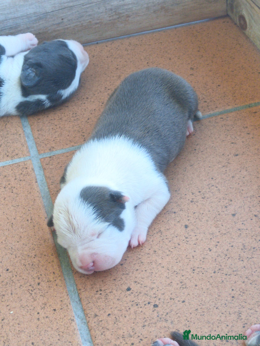 American Staffordshire-Terrier perros en venta: ✨Camada exclusiva Amstaff Blue–Pedigree y calidad✨ - Imagen 10