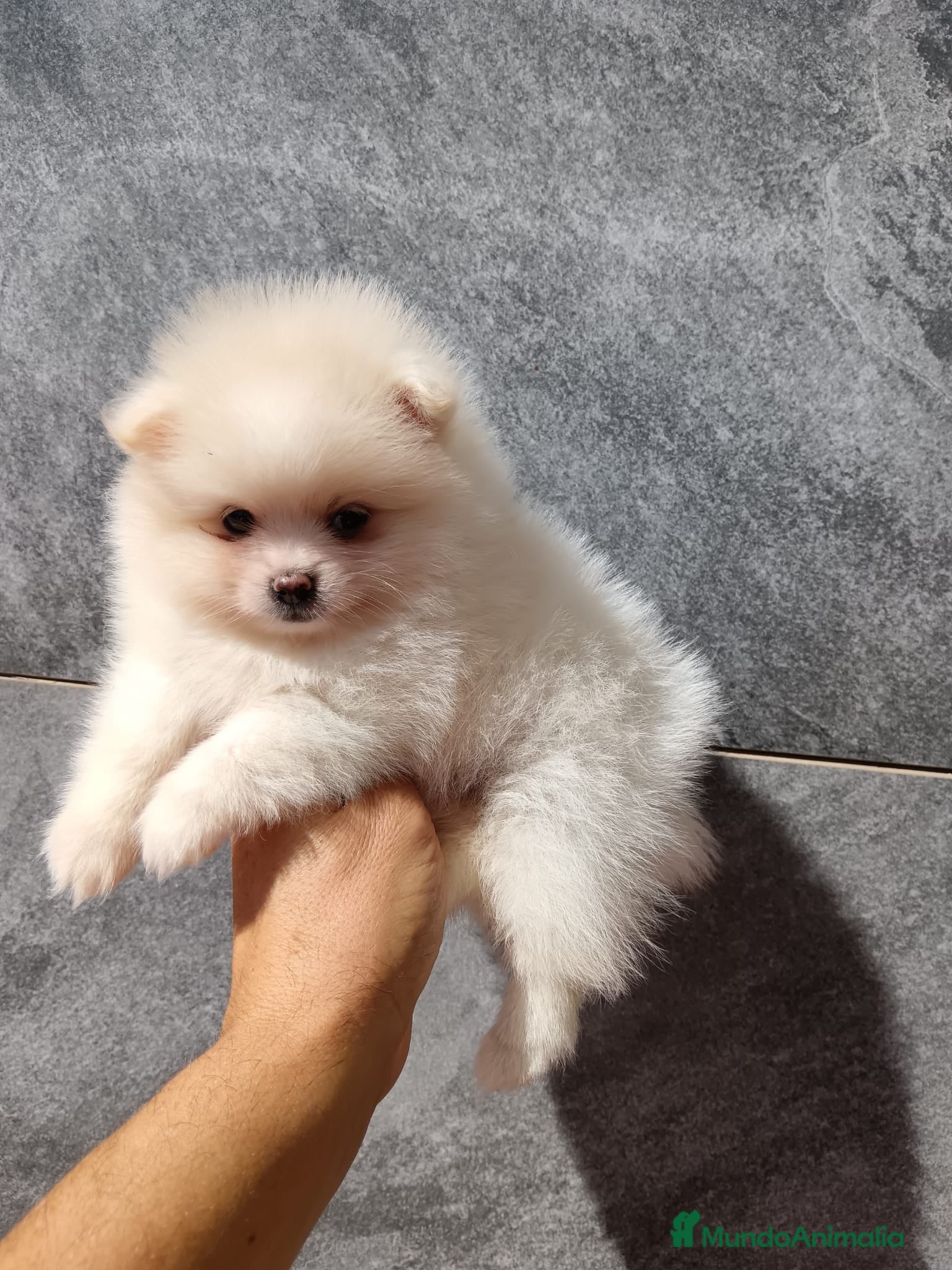 Pomerania perros Pomerania  - Anuncio 1