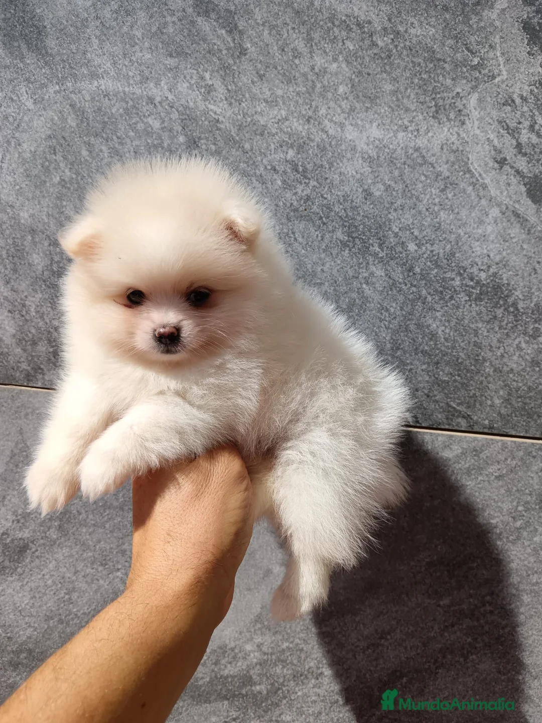 Pomerania perros en venta: Pomerania  - Anuncio 1