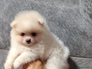 Pomerania perros Pomerania - Anuncio 1