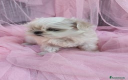 Bichón Maltés perros en venta: Macho y Hembra disponible!! - Imagen 3