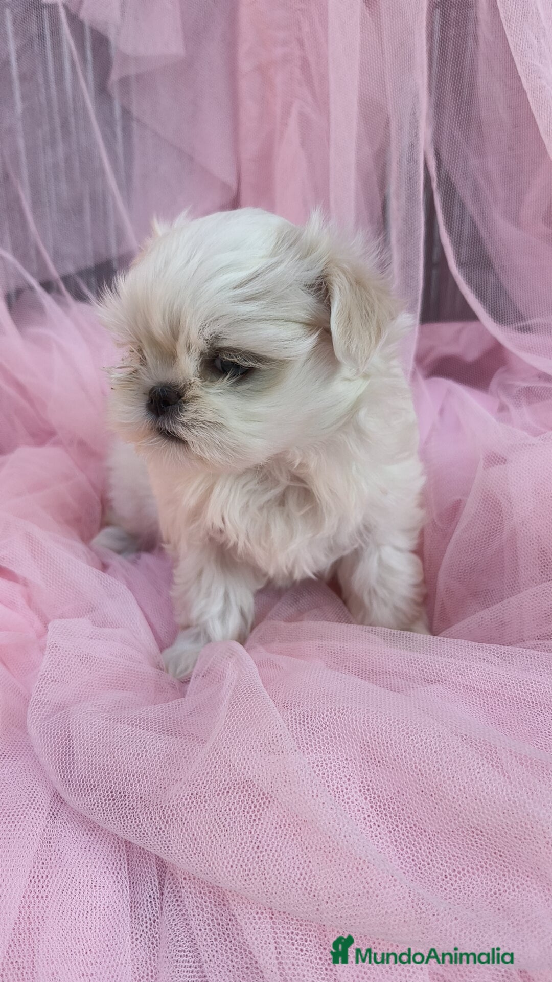 Bichón Maltés perros en venta: Macho y Hembra disponible!! - Imagen 3