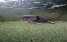 Teckel Miniatura perros en venta: teckel miniatura pelo basto arlequín y negro fuego - Imagen 17
