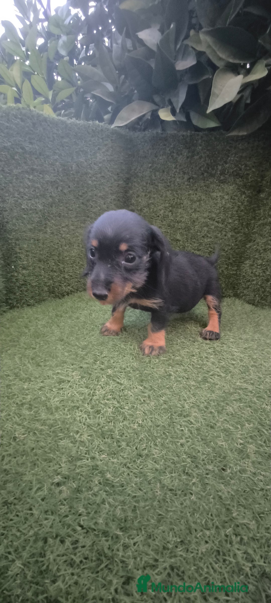 Teckel Miniatura perros en venta: teckel miniatura pelo basto arlequín y negro fuego - Imagen 17