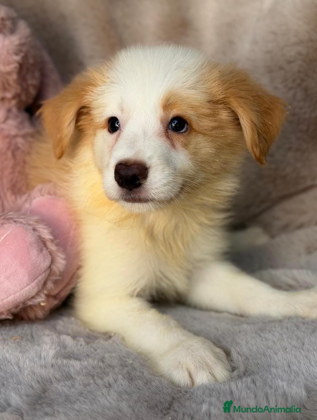 Border Collie perros Hembra Border collie🩷🐾 - Anuncio 1