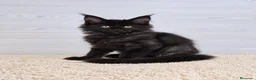 Maine Coon gatos en venta: Gatitos Maine Coon - Anuncio 2