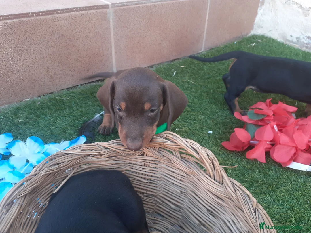 Teckel perros en venta: Teckel miniatura chocolate  - Anuncio 2
