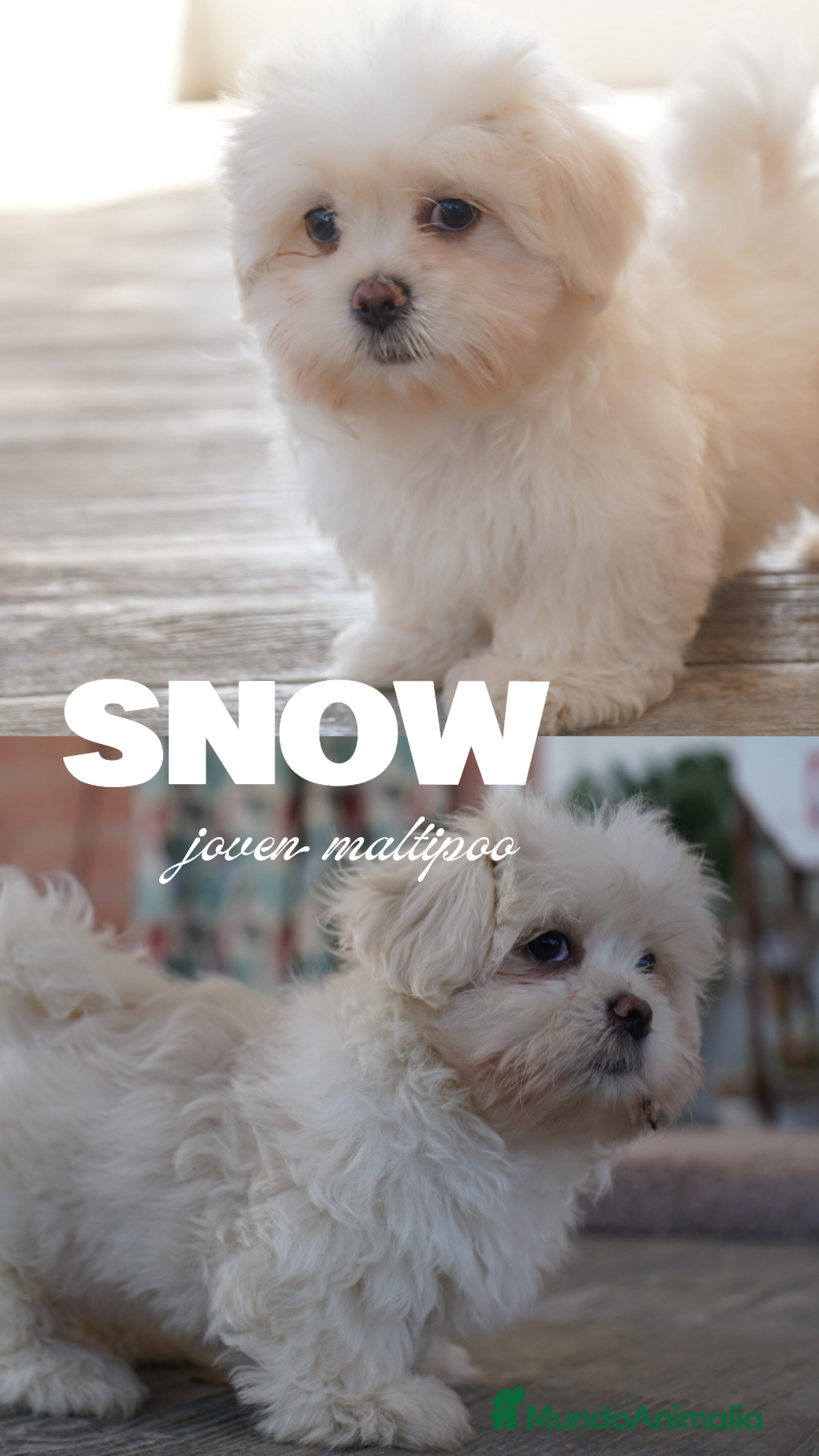 Maltipoo perros en venta: 🐾 Snow – Maltipoo macho blanco marfil 🐾 - Imagen 2