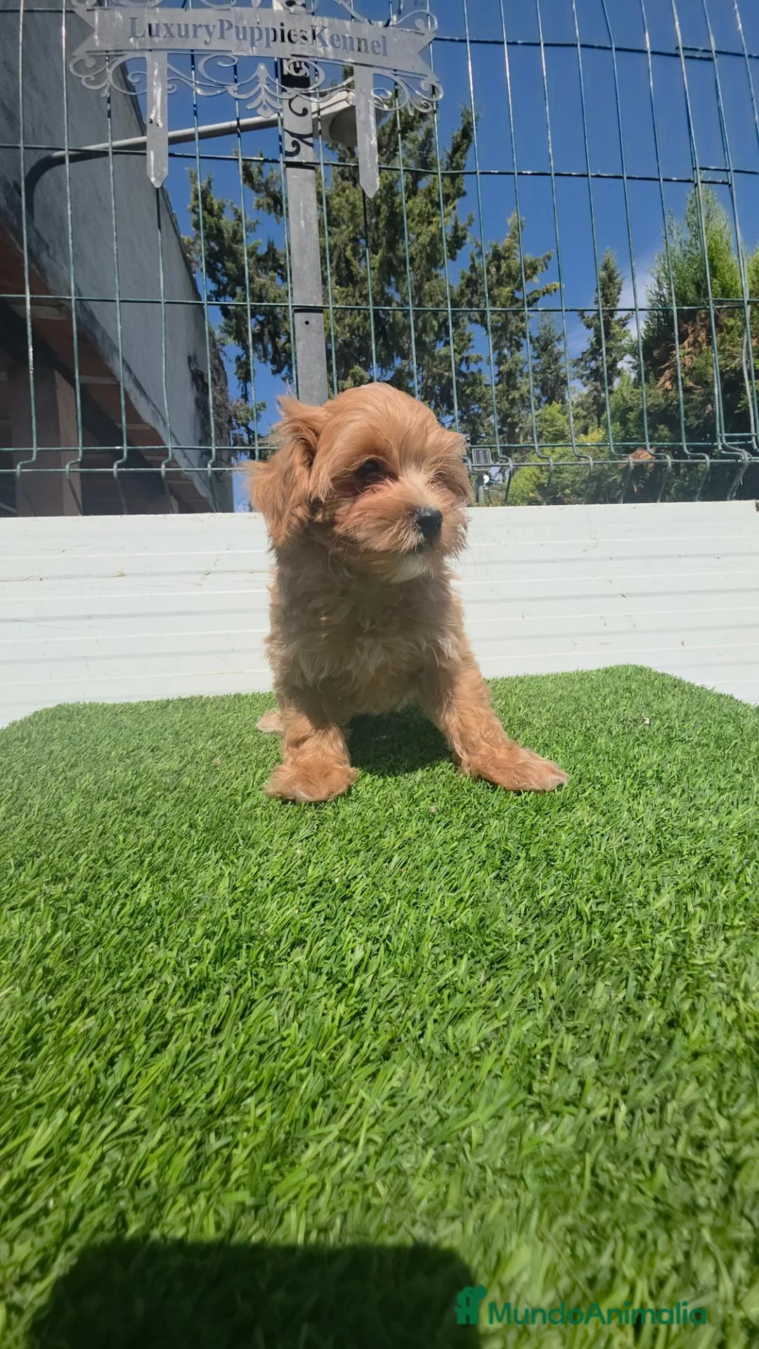 Maltipoo perros en venta: Maltipoo 604370339  - Anuncio 3