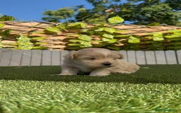 Maltipoo perros en venta: MALTIPOO MACHOS - Imagen 6
