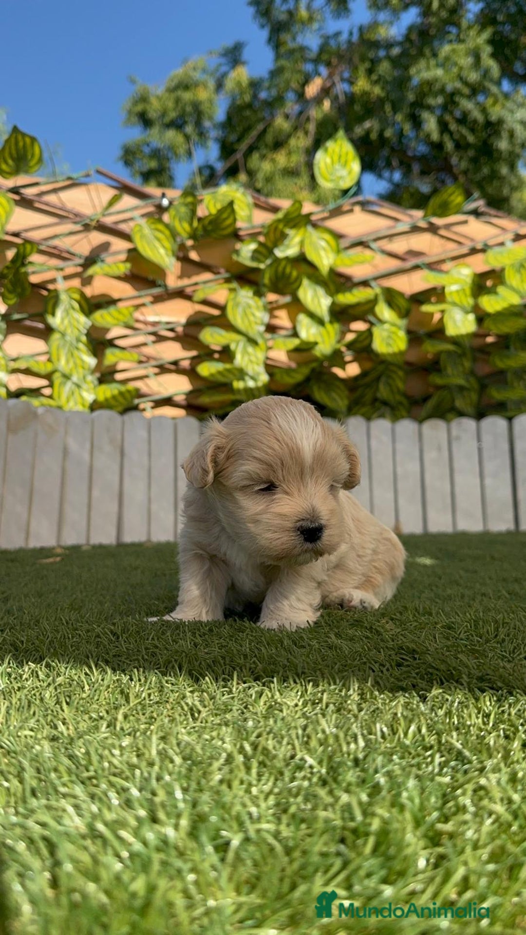 Maltipoo perros en venta: MALTIPOO MACHOS - Imagen 6