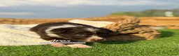 Border Collie perros en venta: BORDER COLLIE CHOCOLATE - Anuncio 2