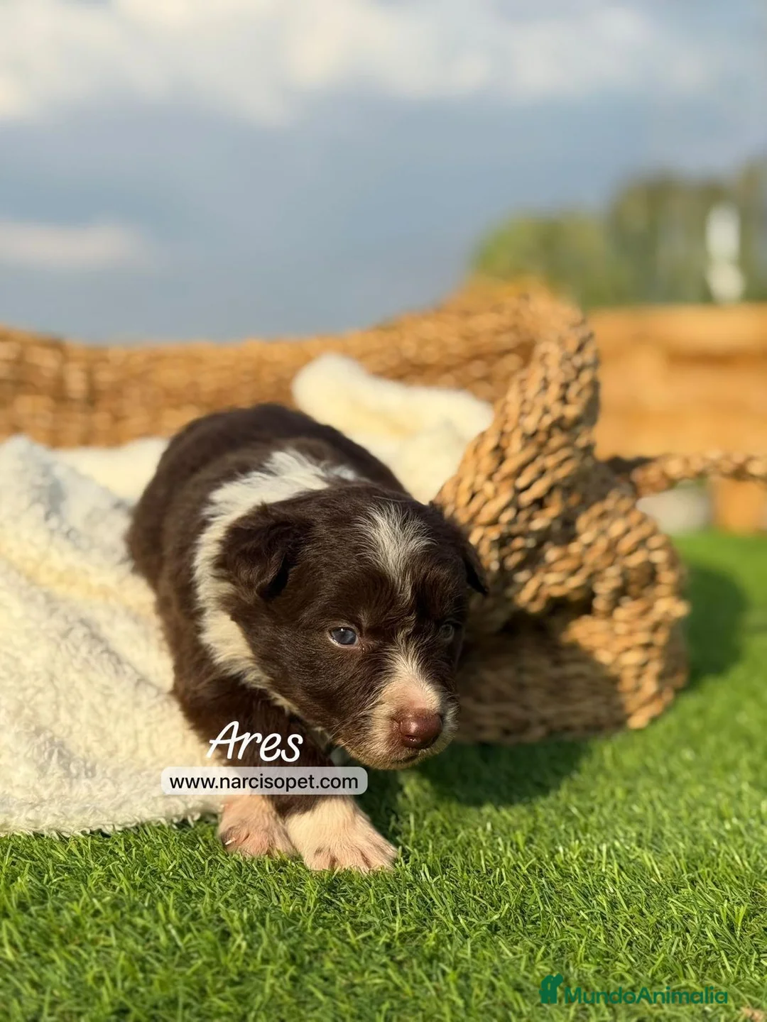 Border Collie perros en venta: BORDER COLLIE CHOCOLATE - Anuncio 2