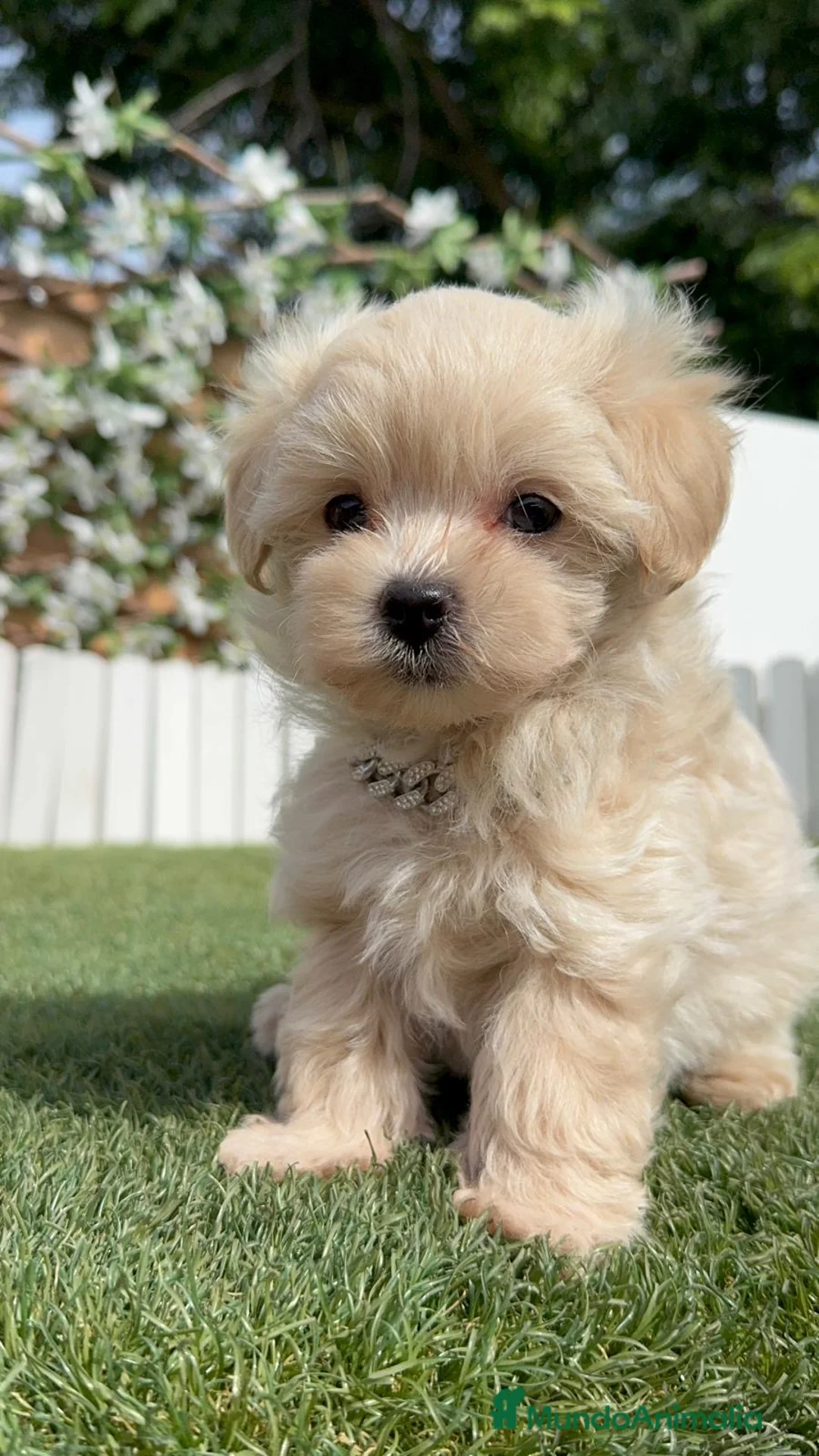 Maltipoo perros en venta: MALTIPOO 100% COREANO - Anuncio 18