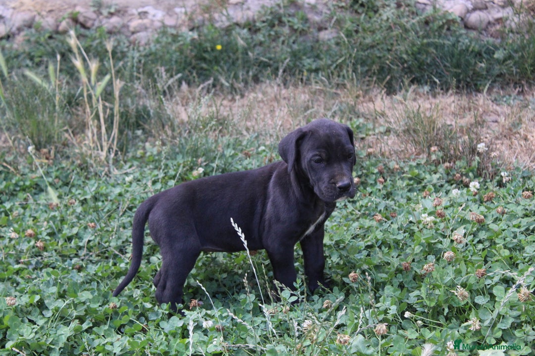 Dogo Alemán perros en venta: Dogo alemán/ gran danés  - Imagen 10