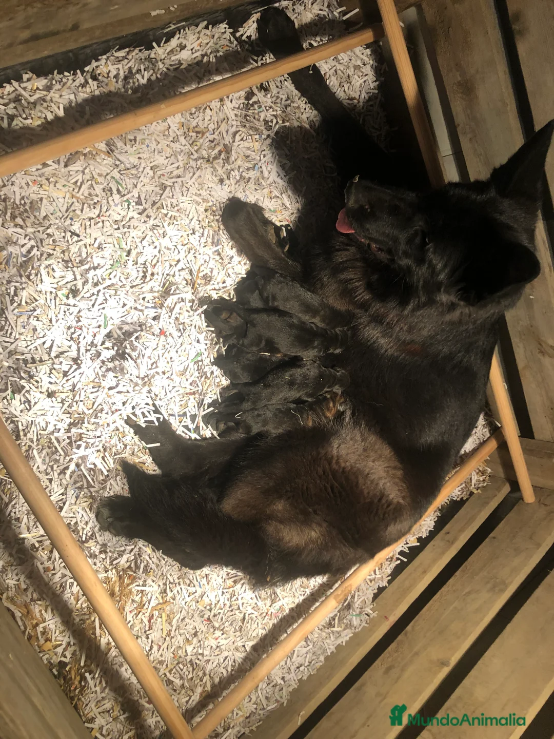 Pinscher Alemán perros en venta: Benidorm Todos los servicios para tu mascota  en Alicante - Anuncio 34