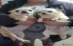 Chihuahua perros en venta: Impresionantes chihuahuas toy hembras - Anuncio 2