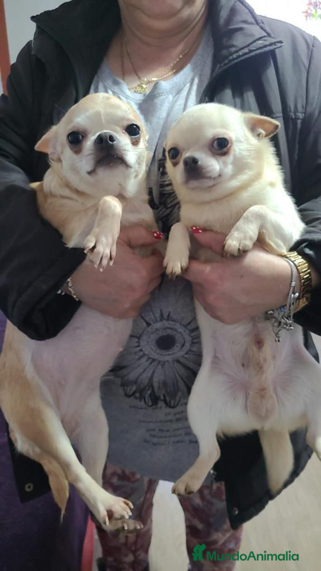 Chihuahua perros en venta: Impresionantes chihuahuas toy hembras - Anuncio 2