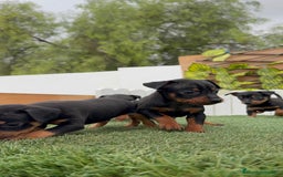 Pinscher Miniatura perros en venta: PINSCHER MUNIATURA - Imagen 18