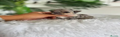 Chihuahua 1