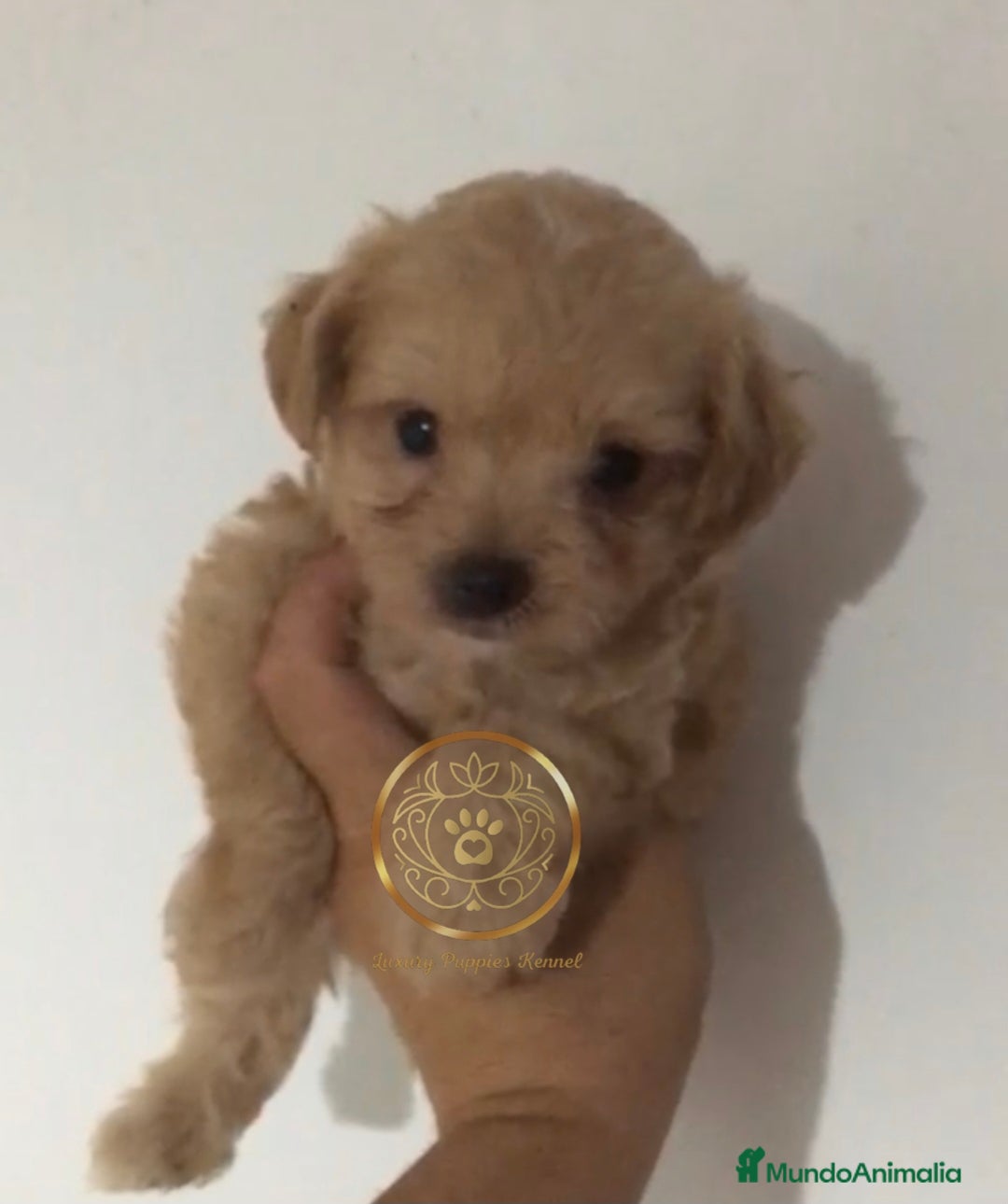Maltipoo perros en venta: Maltipoo rojos y apricot  - Imagen 2