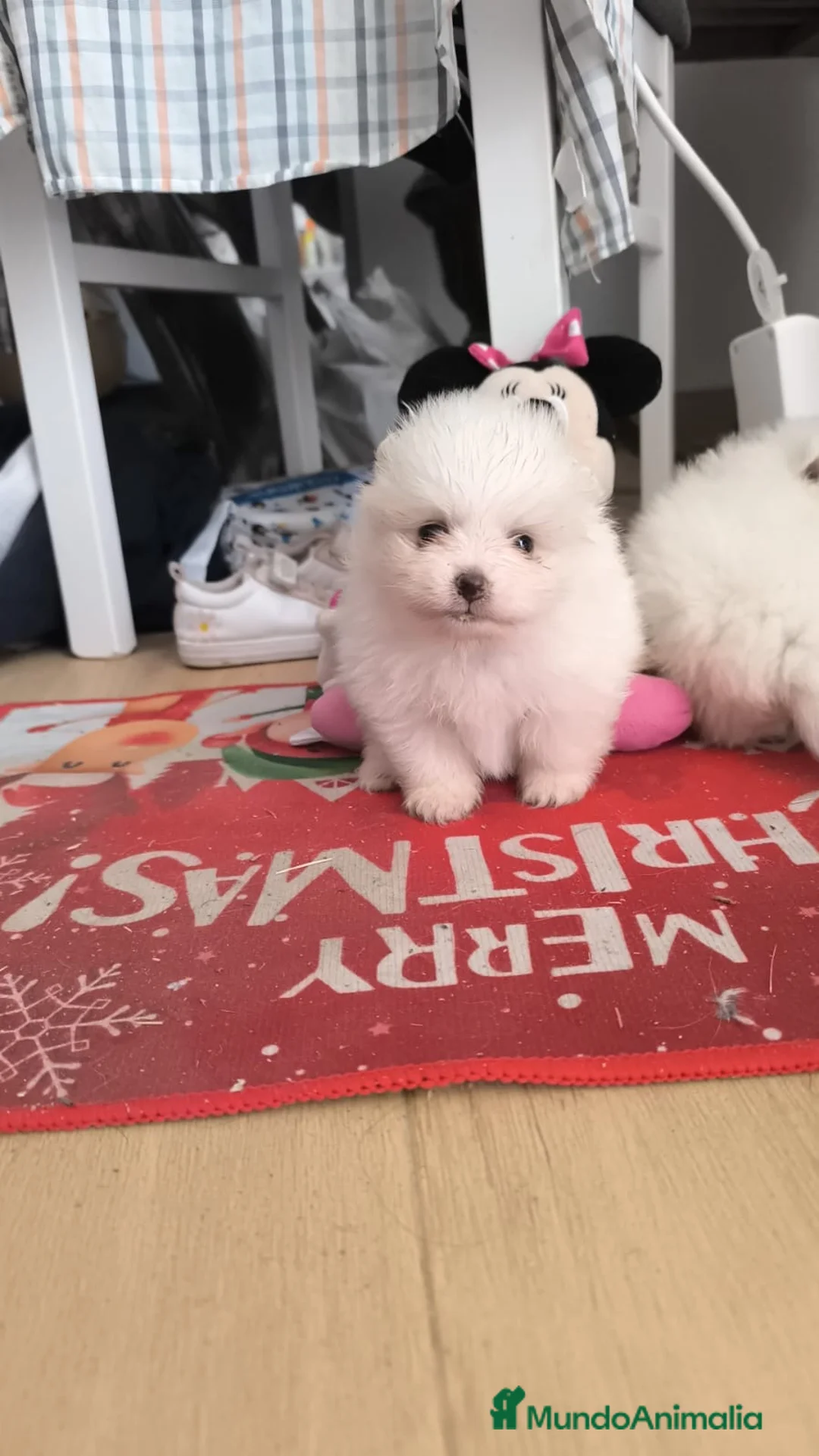 Pomerania perros en venta: PRECIOSOS POMERANIA RUSOS MINI - Anuncio 3