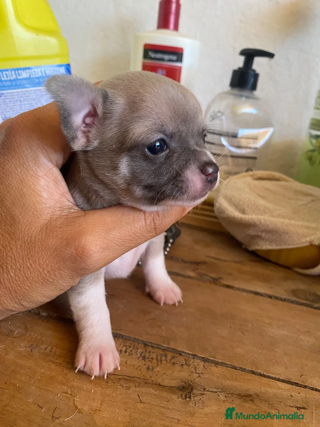 Chihuahua perros en venta: Chihuahua toy exoticos - Anuncio 3