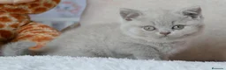 Británico de Pelo Corto gatos en venta: Camada British Shorthair disponibles – Barcelona - Anuncio 16