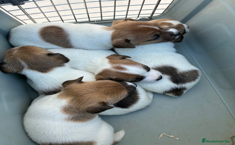 Jack Russell Terrier perros Jack russell  - Anuncio 3