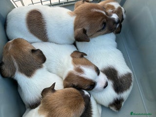 Jack Russell Terrier perros Jack russell - Anuncio 2