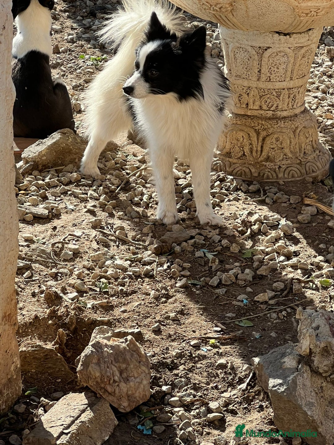 Pomerania perros en venta: Pomeranian macho  - Anuncio 2