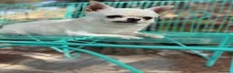 Chihuahua perros en venta: Chihuhuas excelentes ejemplares - Anuncio 3