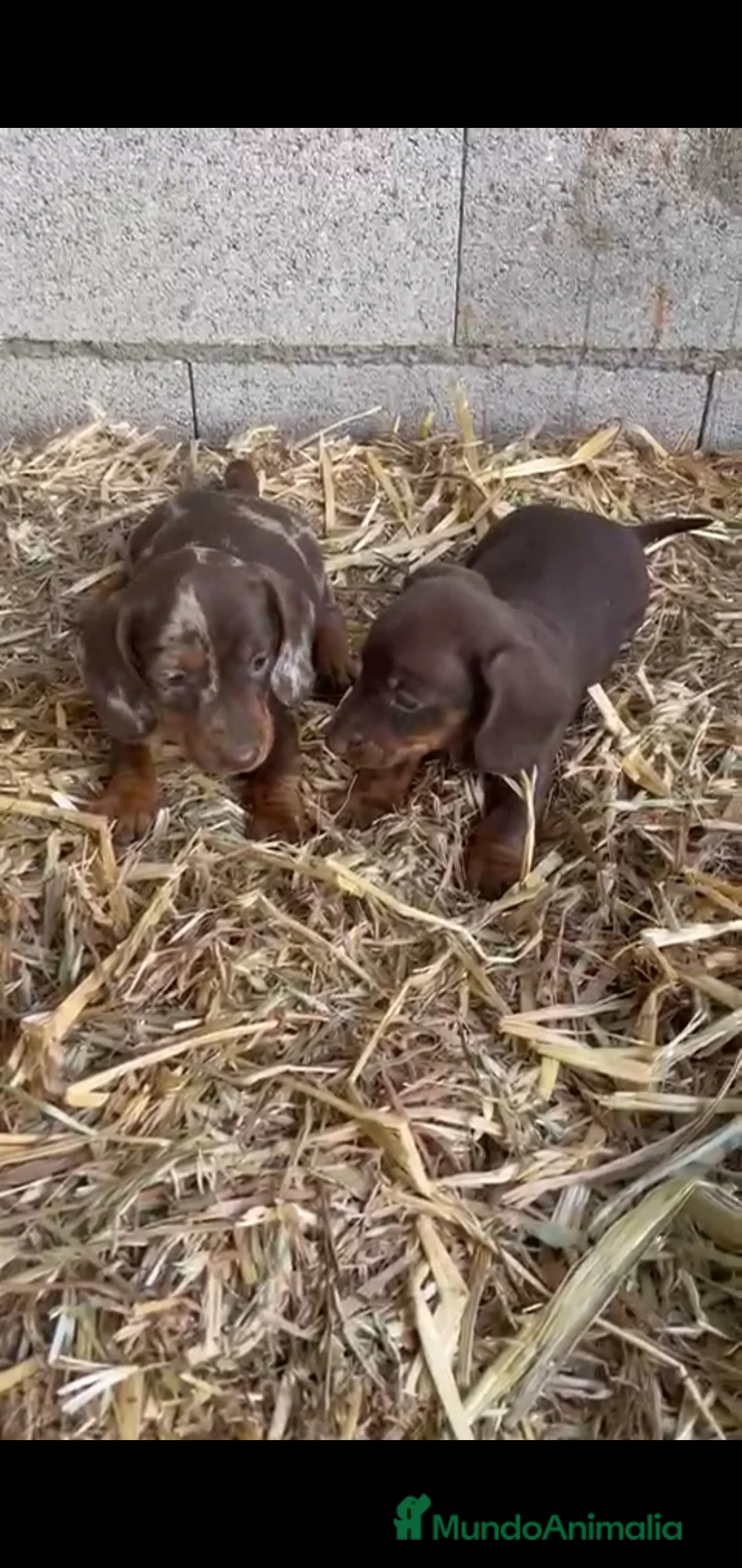 Teckel Miniatura perros en venta: Teckel Mini arlequines y chocolates  - Anuncio 1