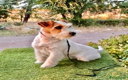 Jack Russell Terrier perros en venta: Cachorros de Jack Russell - Imagen 1