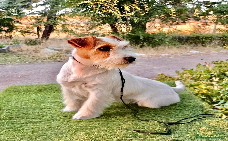Jack Russell Terrier perros - Anuncio 1