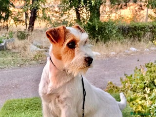 Jack Russell Terrier perros - Anuncio 1