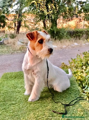 Jack Russell Terrier perros - Anuncio 1