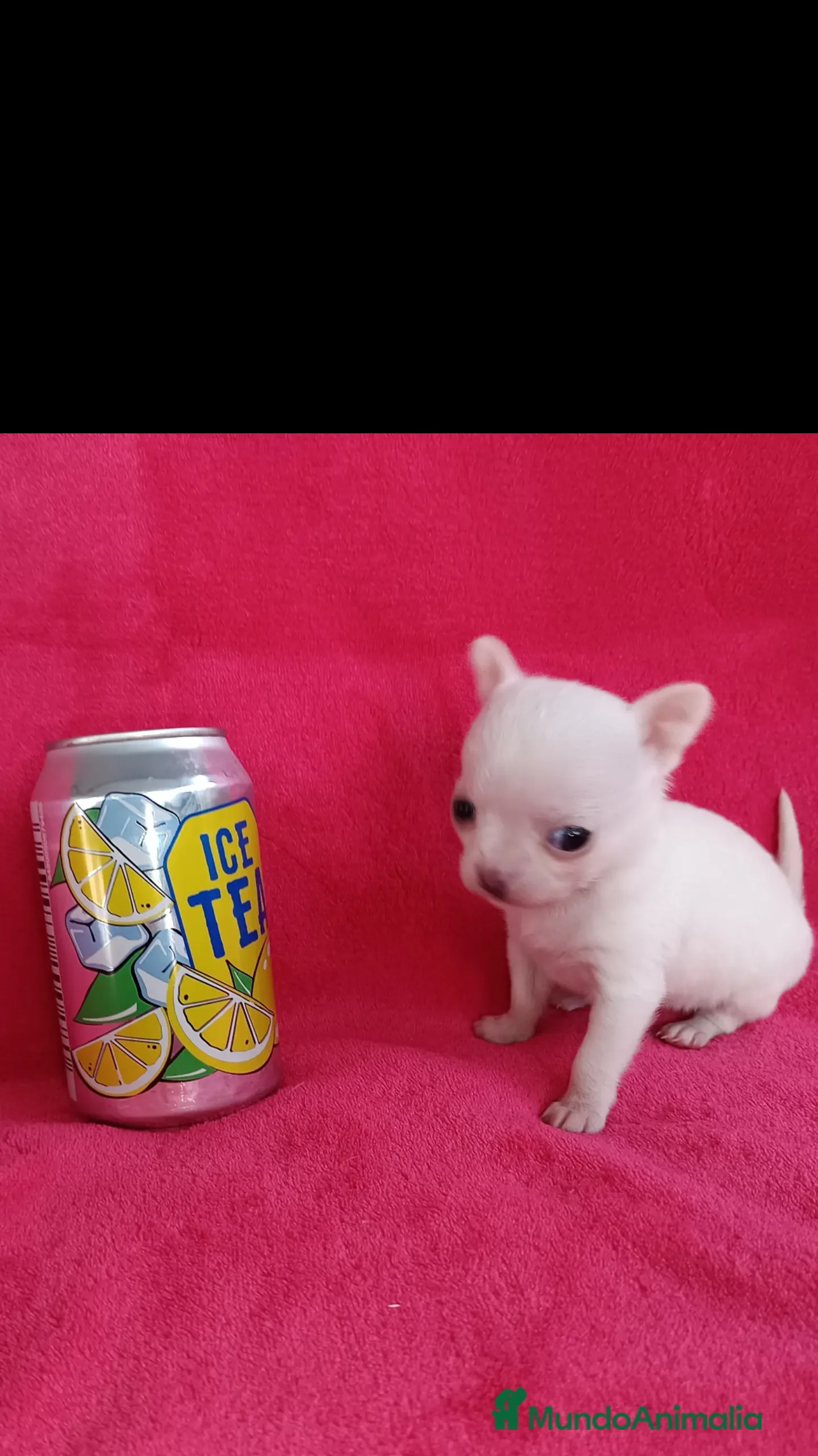 Chihuahua perros Chihuahua toy en Badajoz - Anuncio 2